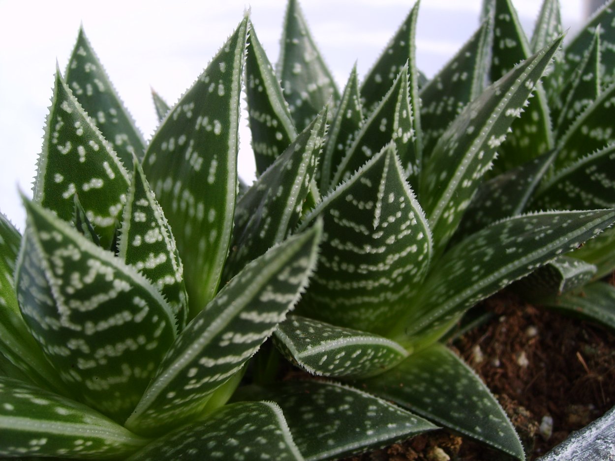 Алоэ Вера пятнистое