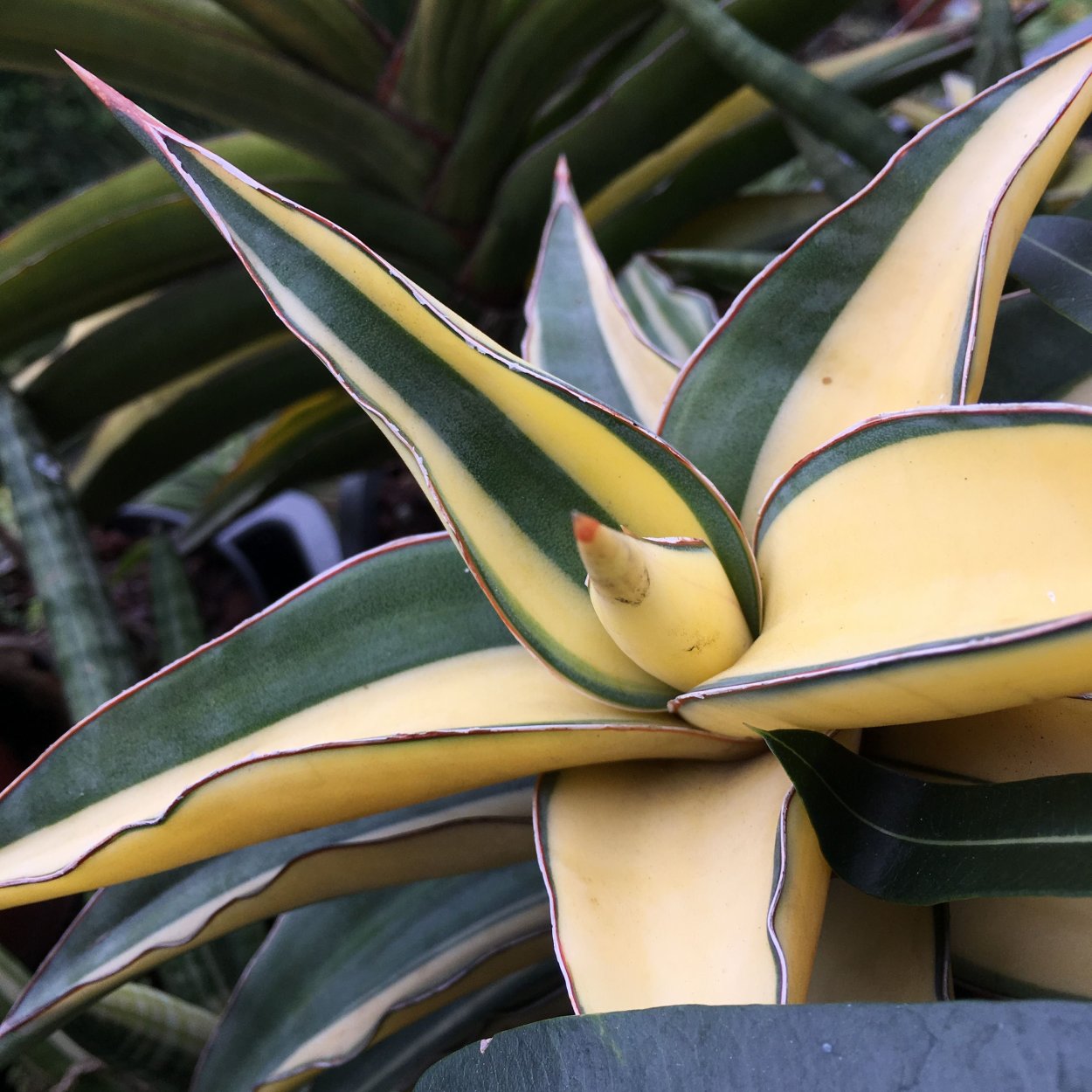 Сансевиерия Star Canary