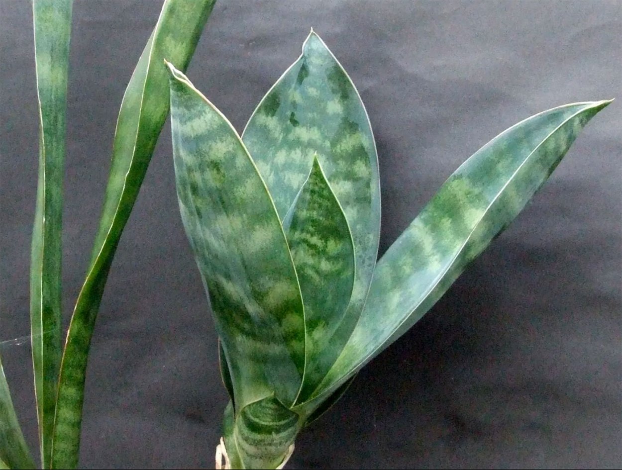 Сансевиерия hyacinthoides