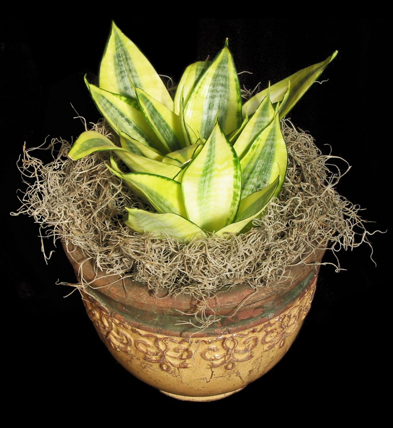 Сансевиерия Лотус (Sansevieria Lotus)