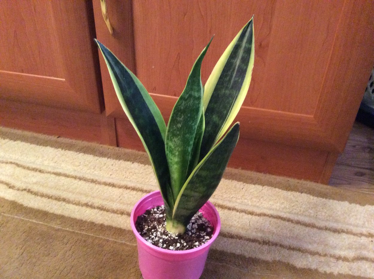 Сансевиерия Канари Канарская