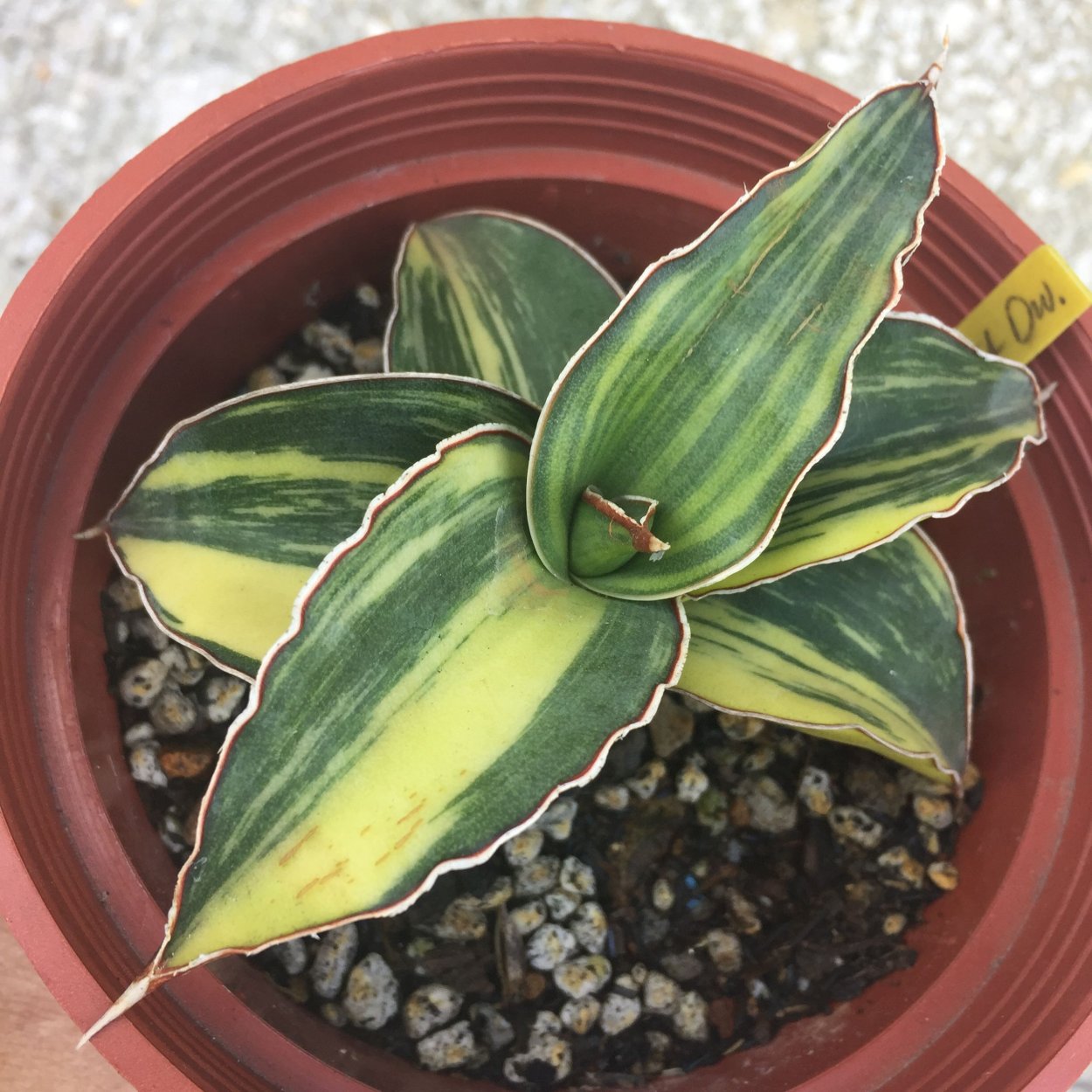 Phupamorn Delight Сансевиерия