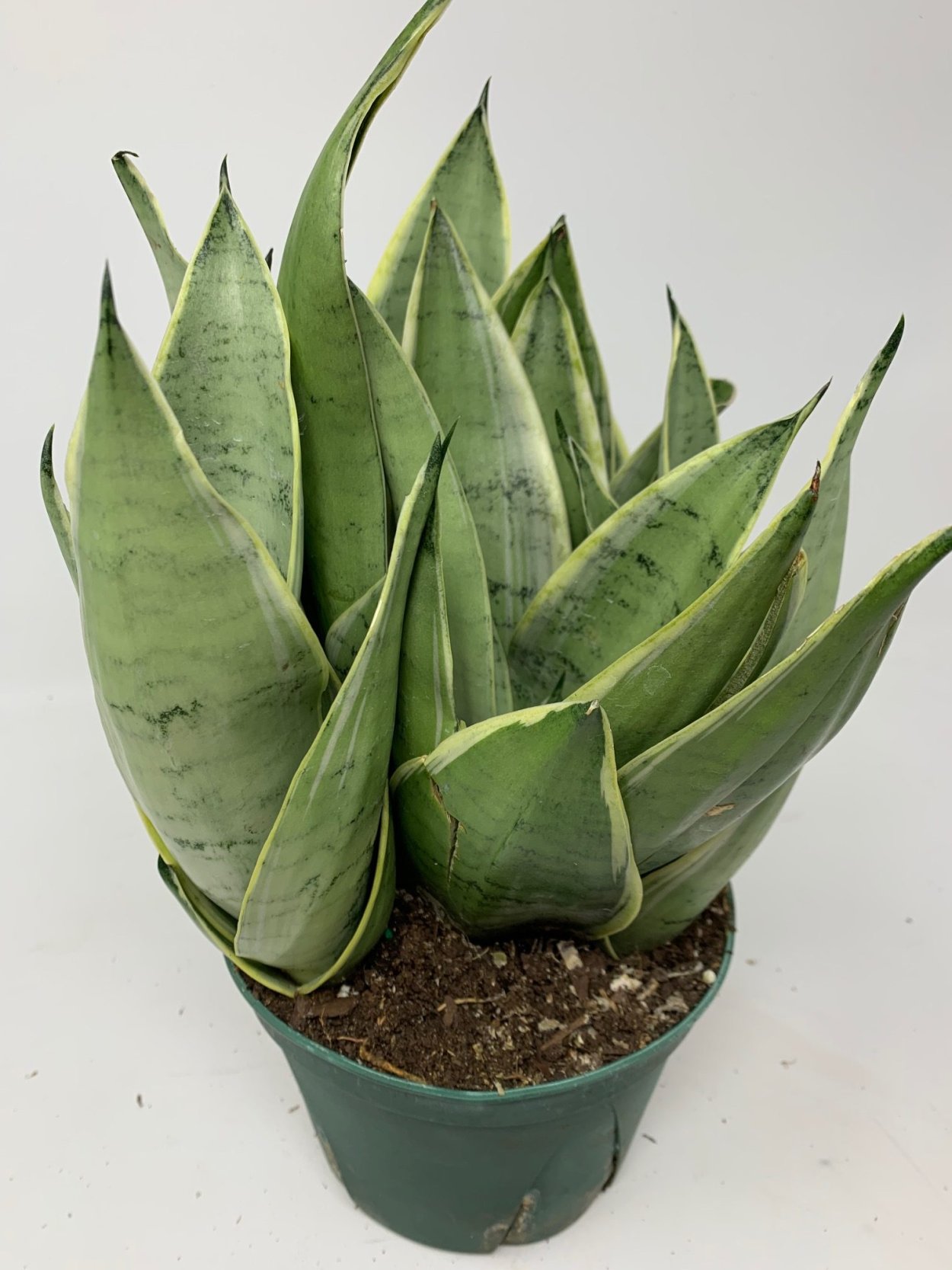 Сансевиерия эйлензис Sansevieria eilensis