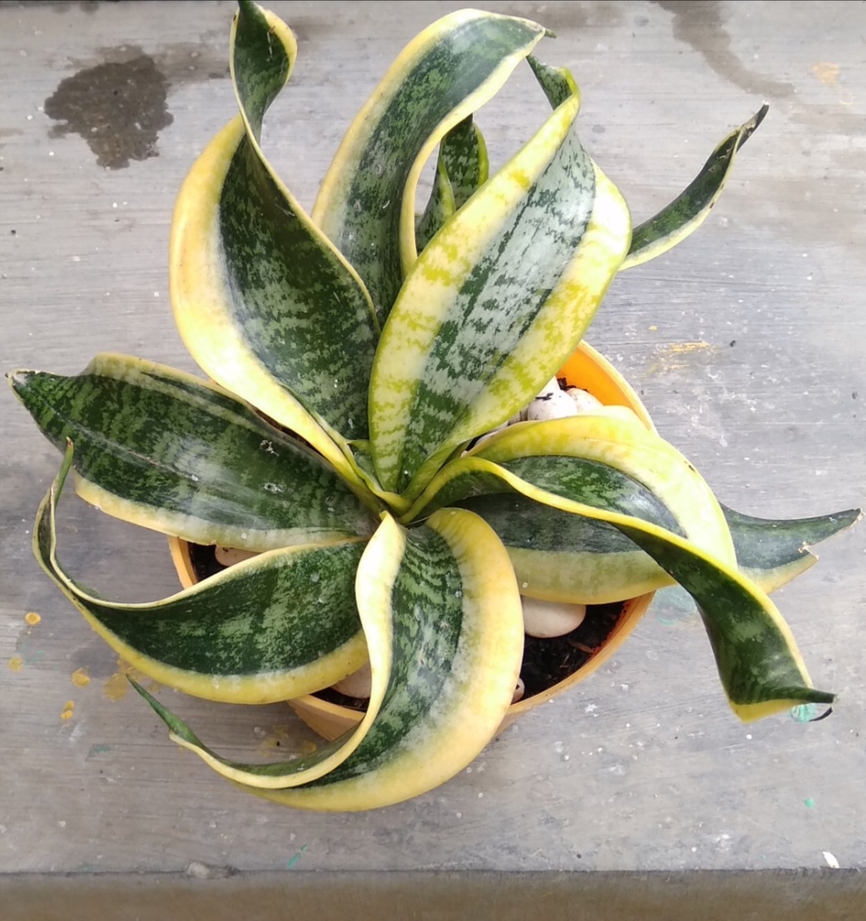 Сансевиерия Twister Tsunami