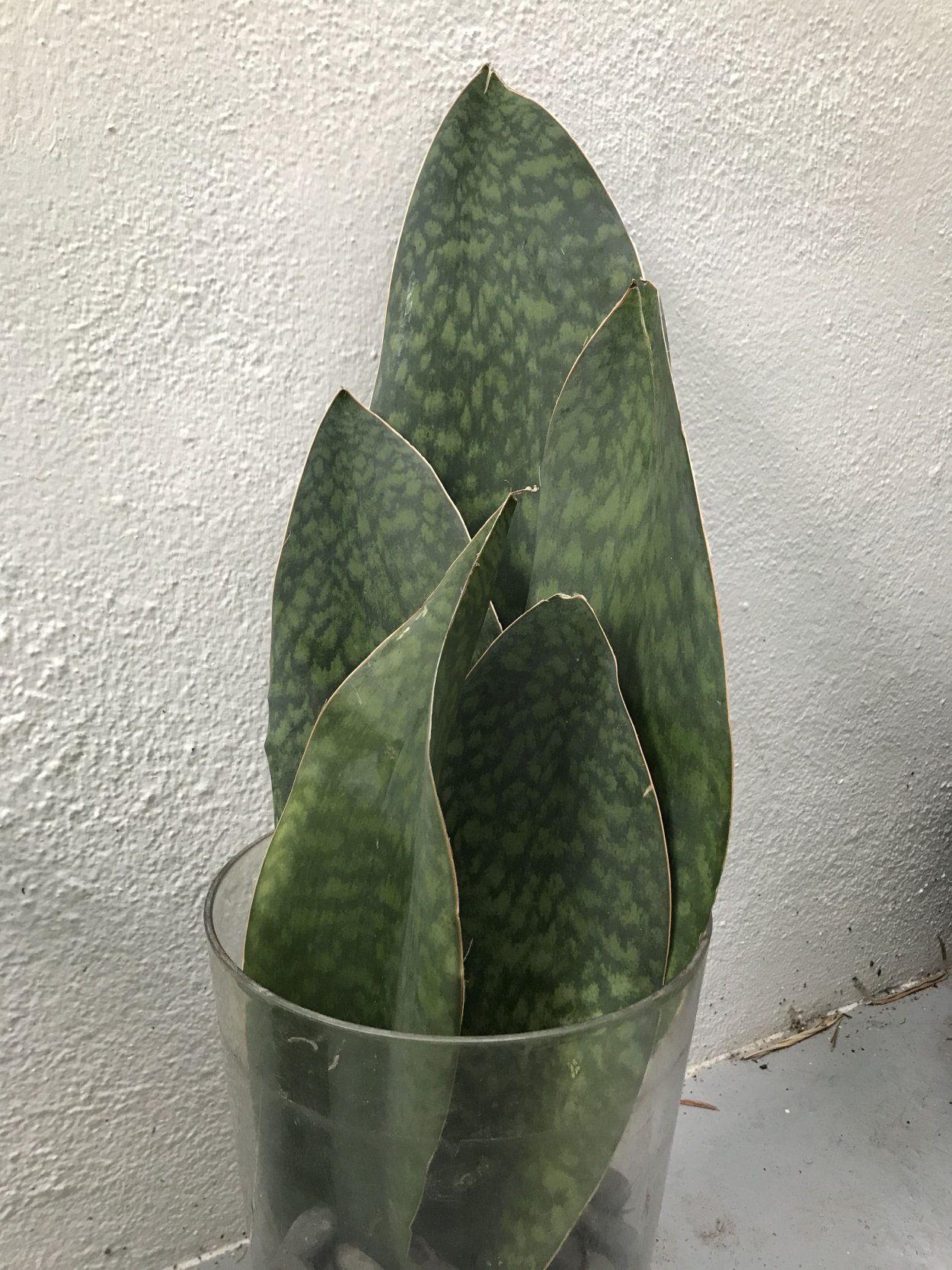 Сансевиерия Аубрутиана Грин (Sansevieria aubrytiana Green)