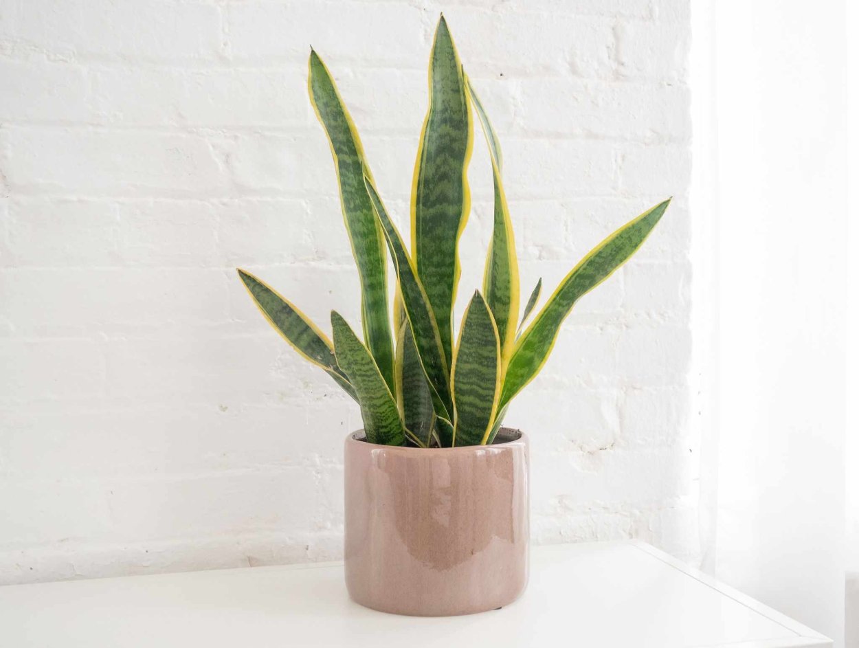 Сансевиерия Snake Plant (Sansevieria)