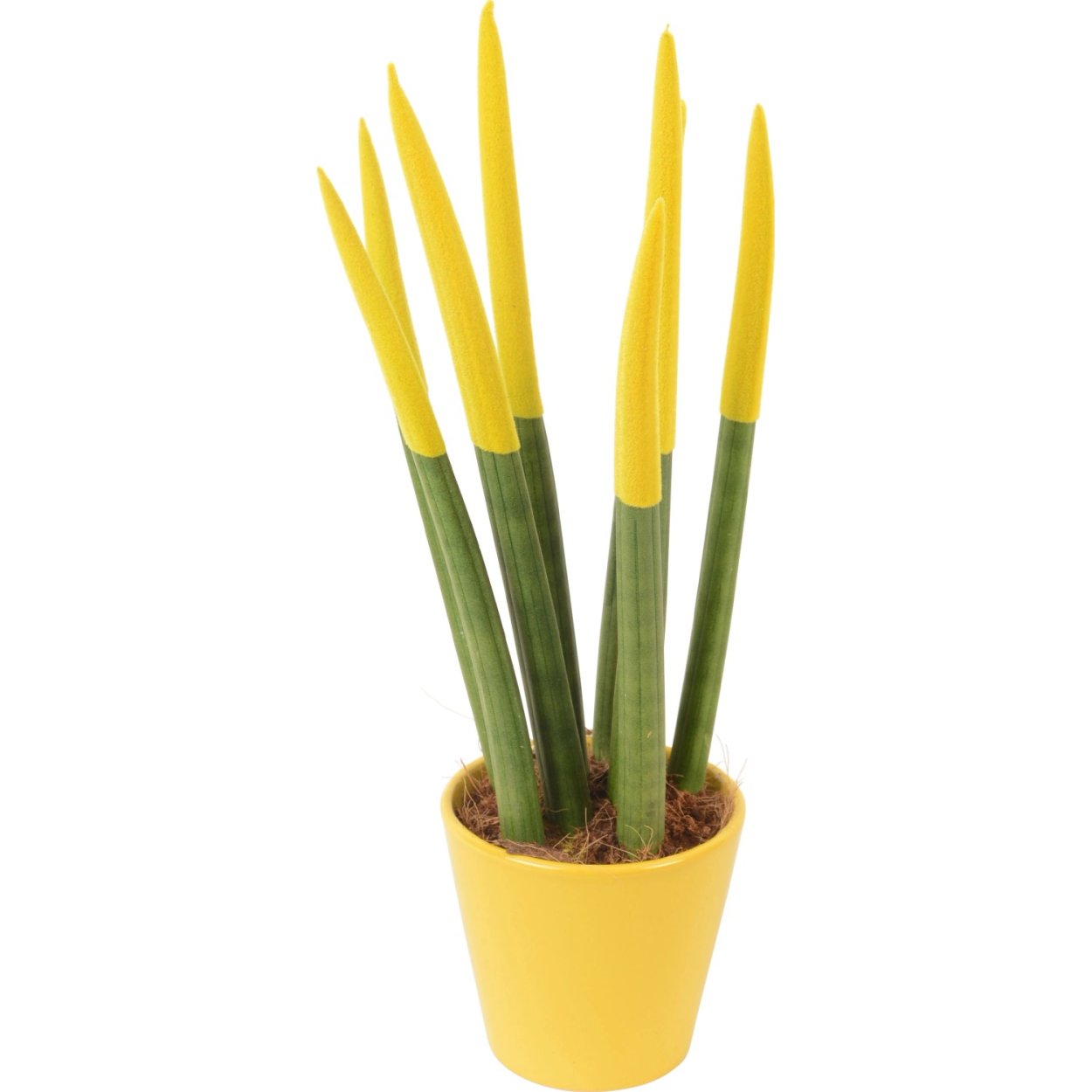 Сансевиерия Звездная канарейка