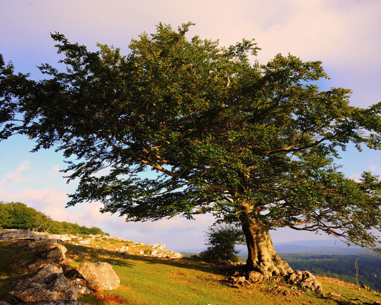 Дуб Вардана Мамиконяна