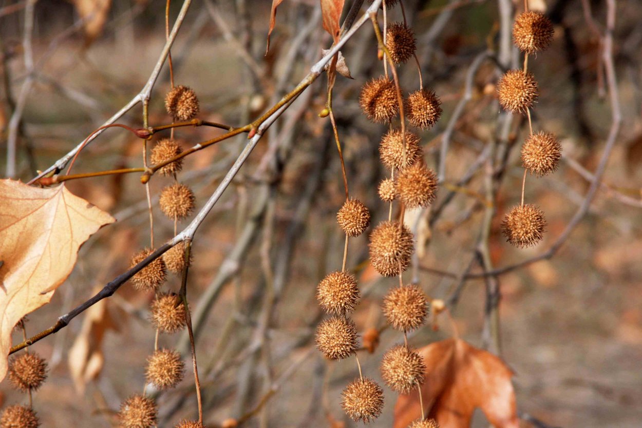 Платан дерево семена