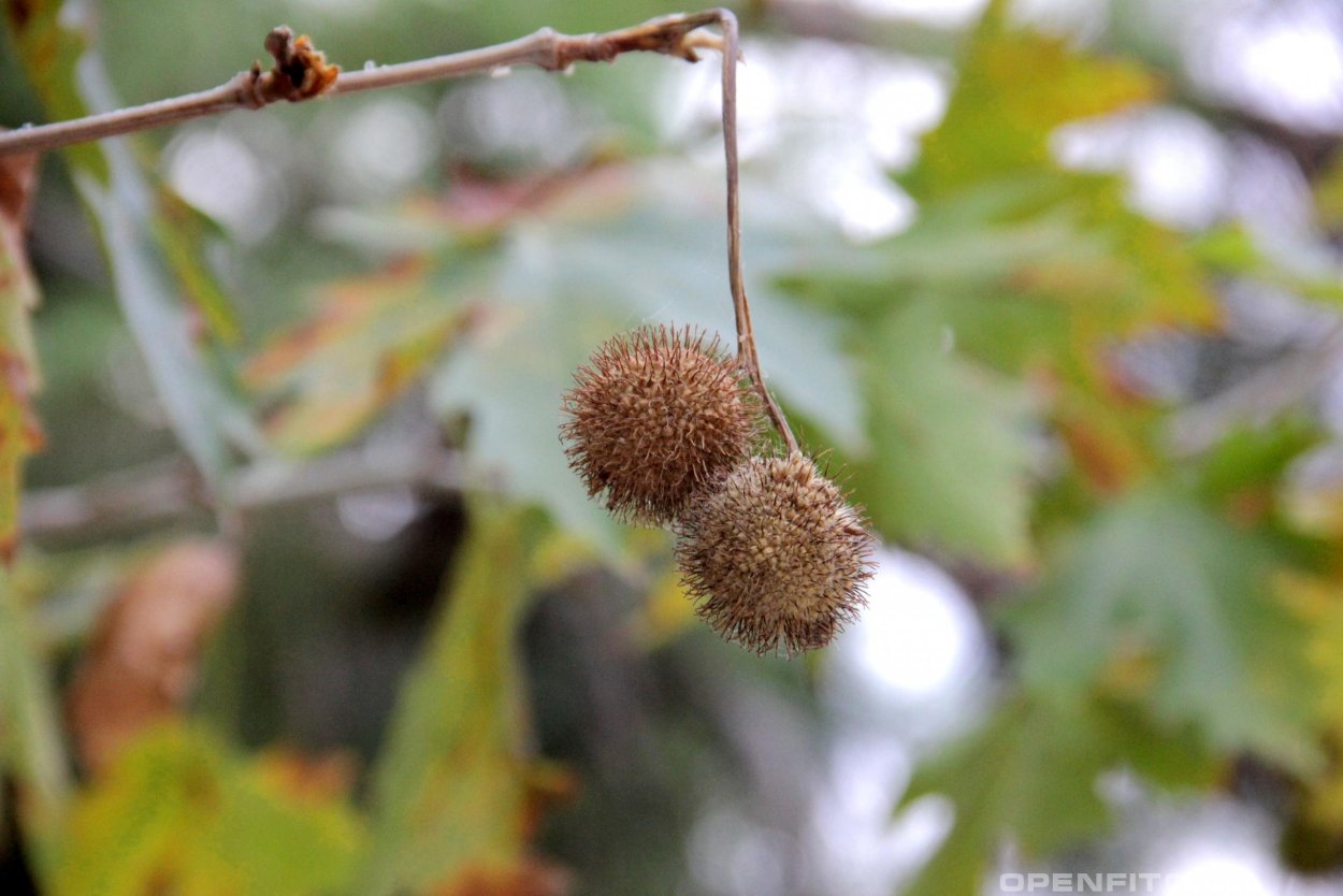 Платан Чинара плод