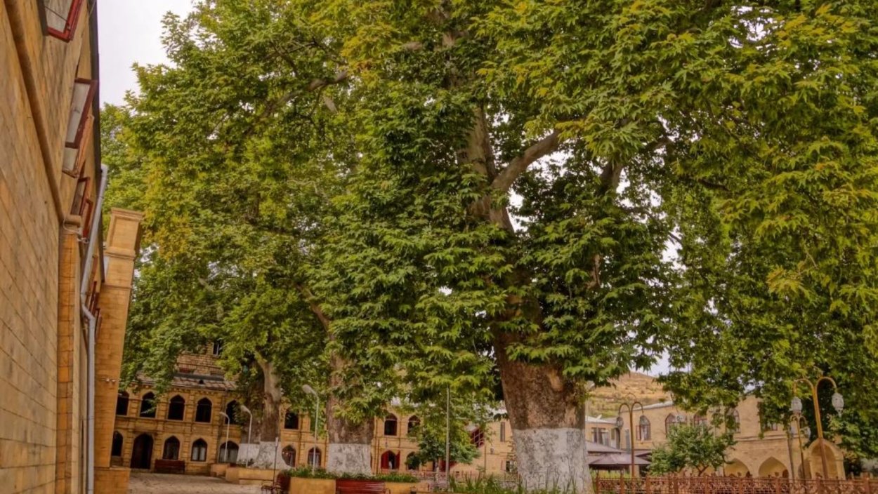 Дерево Чинар Дербент