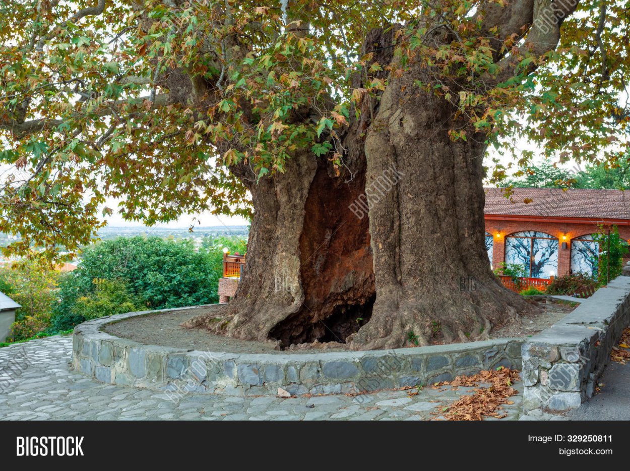 900-Летний Платан Телави