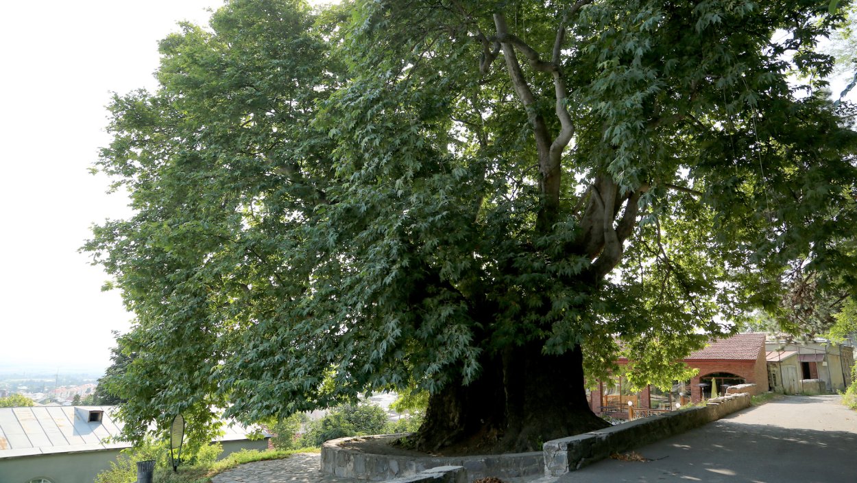 Телави, дерево Чинар