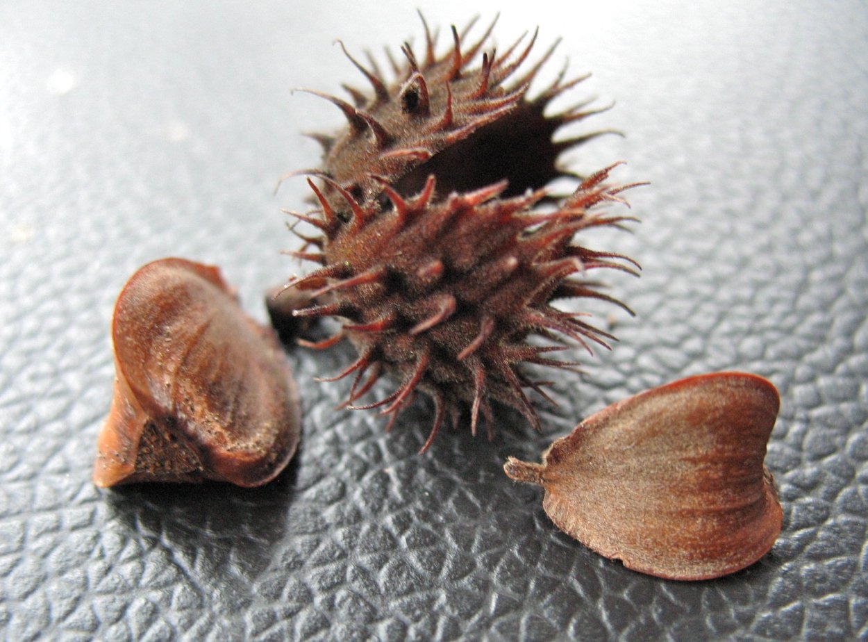 Буковые семечки чинарики