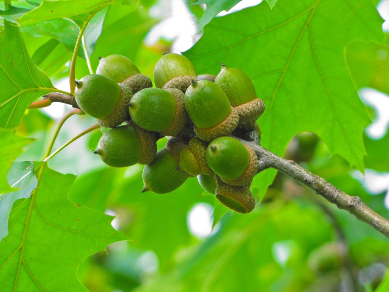 Дуб черешчатый цветение