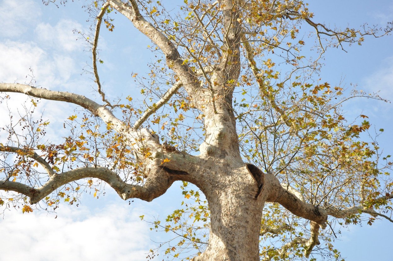Дерево с пятнистой корой