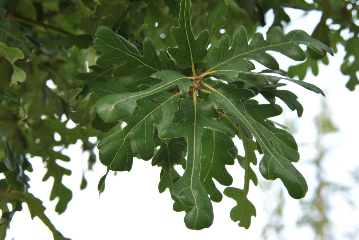 Quercus myrsinifolia