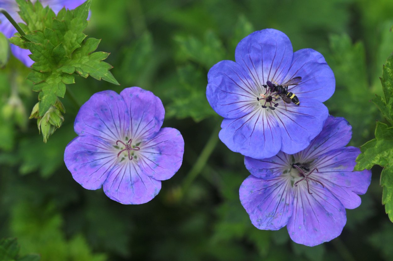 Герань гибридная Розанна