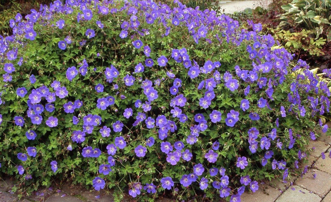 Герань гибридная Розанна