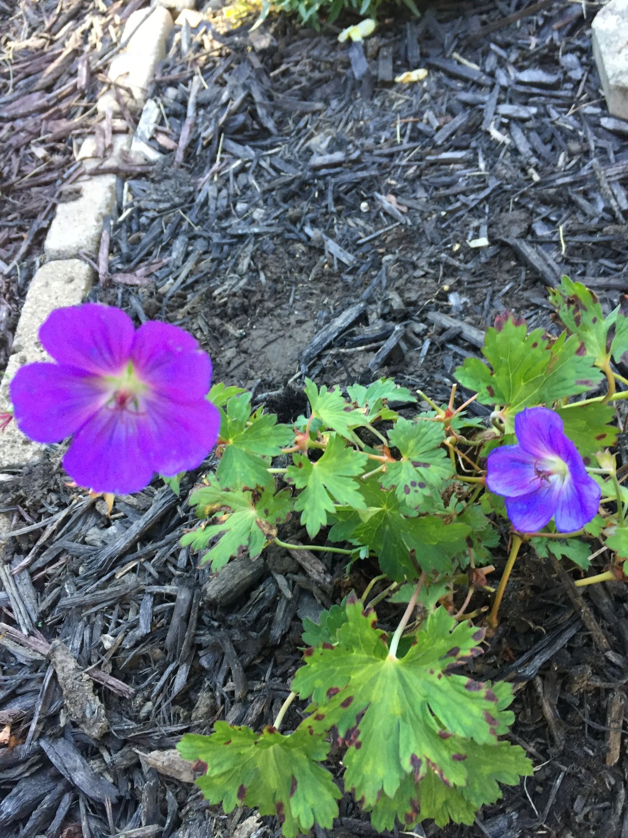 Герань Садовая Rozanne