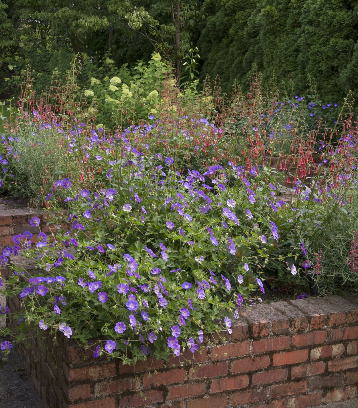 Герань Розанна на клумбе