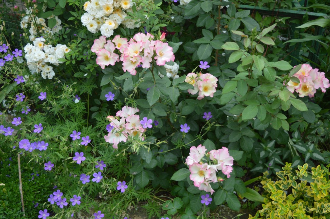 Герань Розанна компаньоны