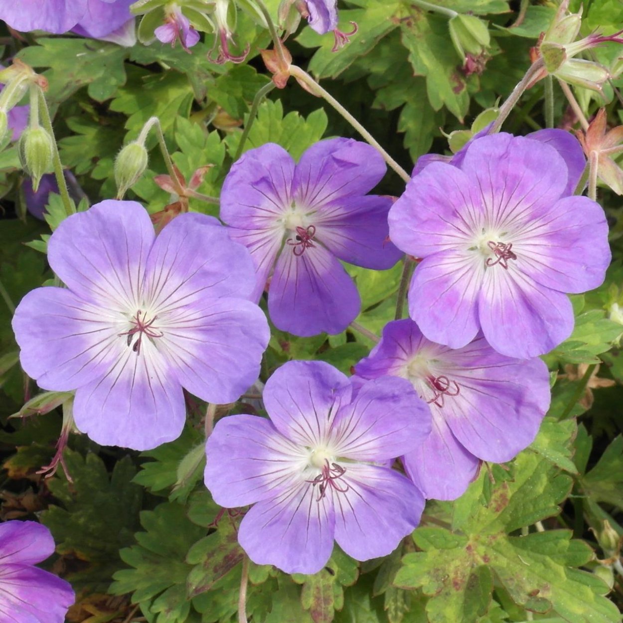 Герань Rozanne