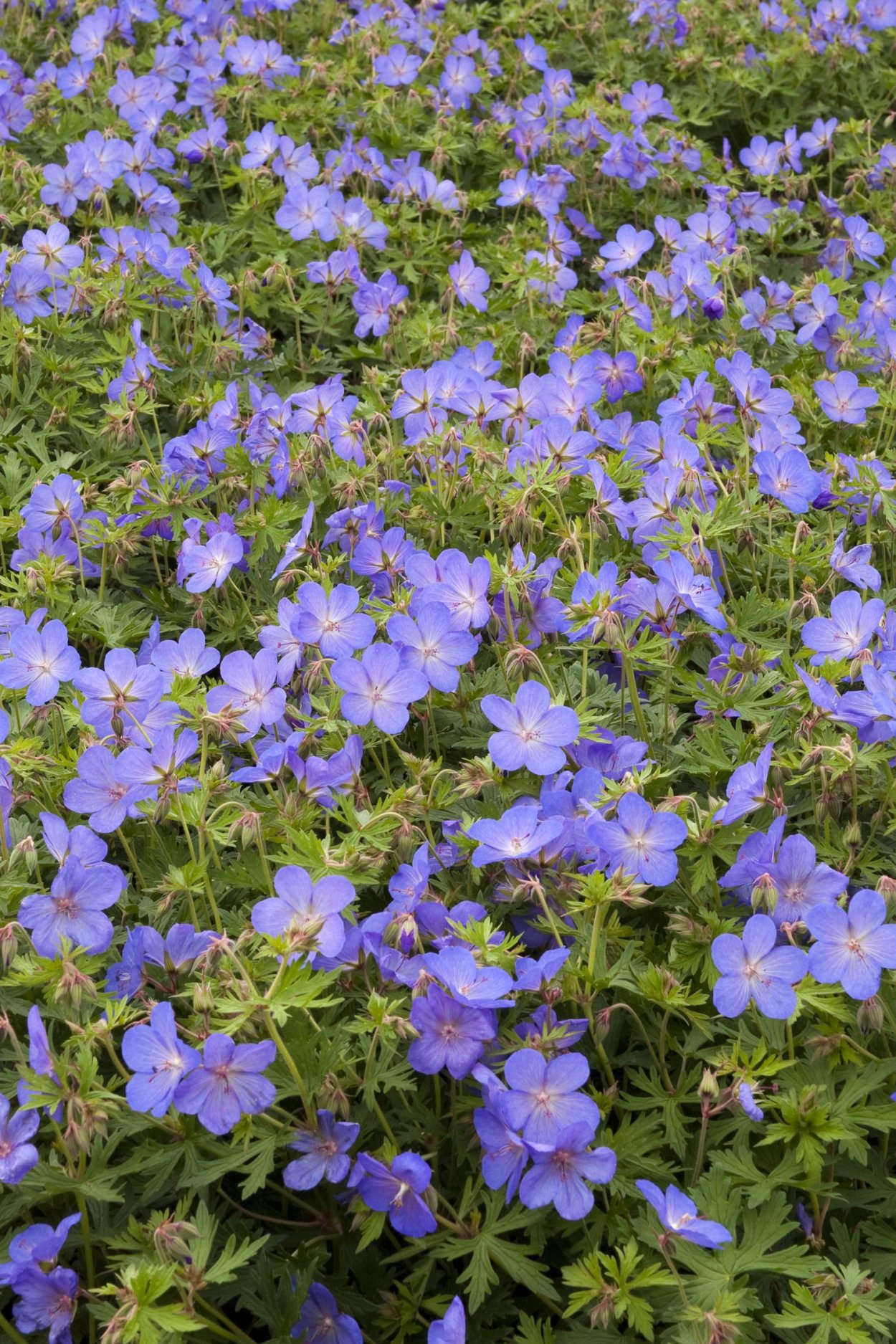 Герань гибридная 'Rozanne'