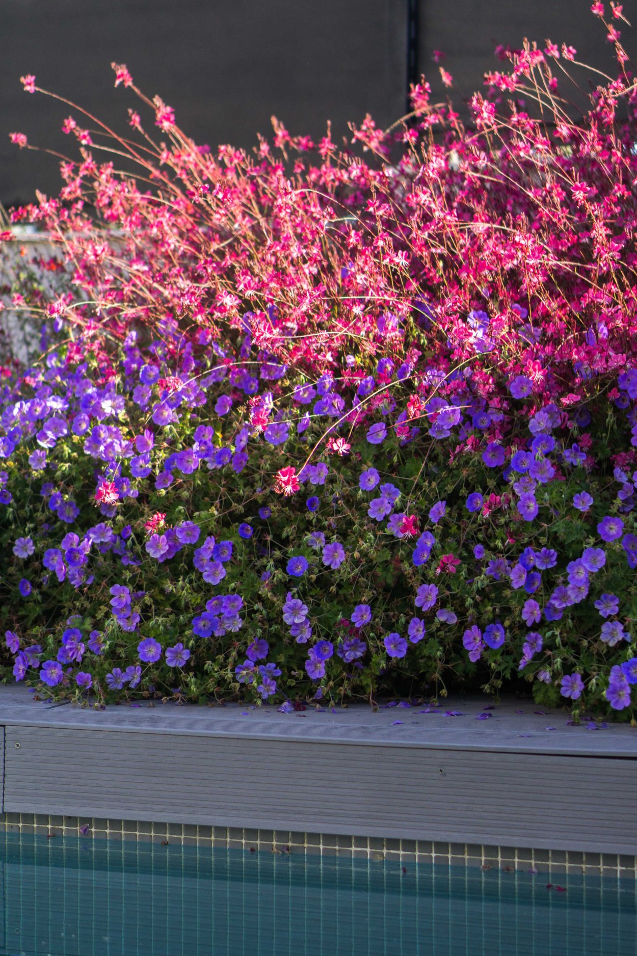 Герань гибридная 'Rozanne'