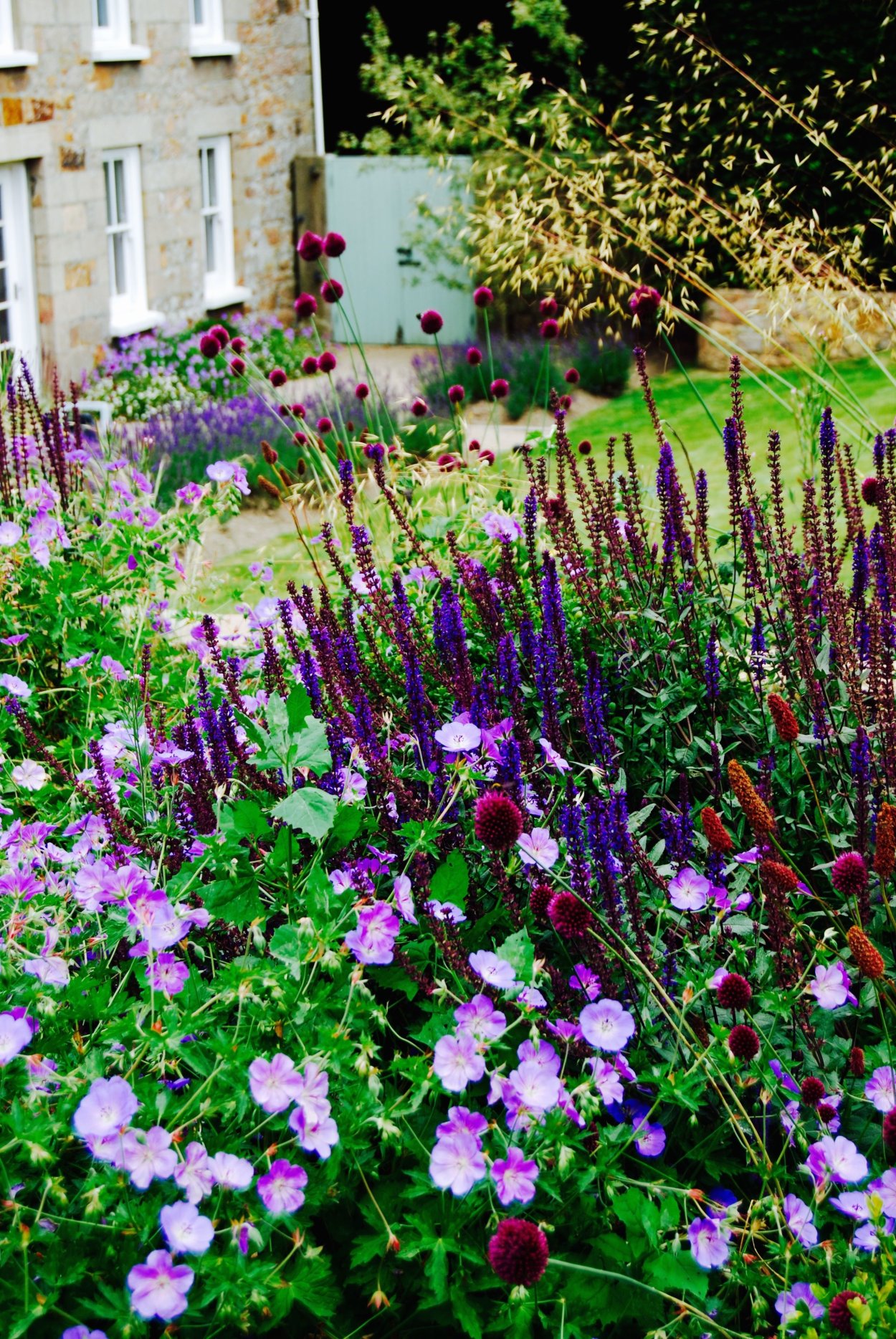 Герань Розанна и котовник