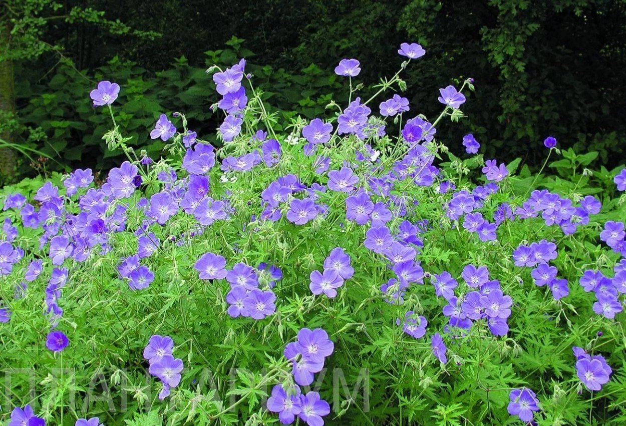 Герань гибридная Brookside