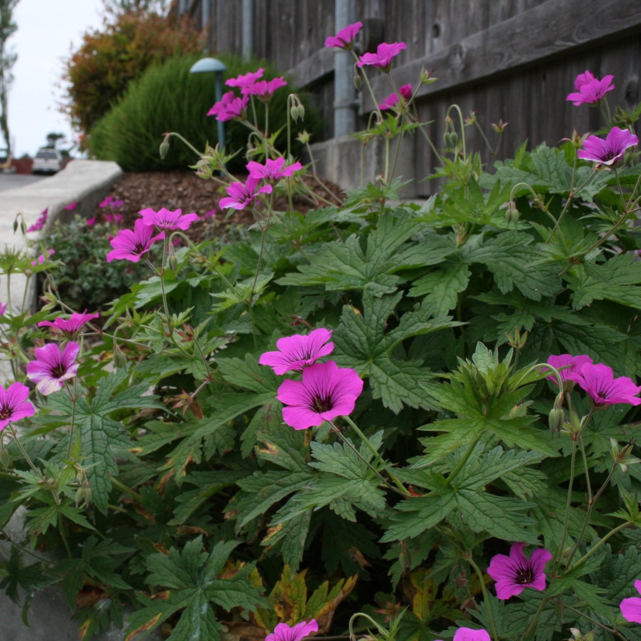 Герань Садовая Патриция