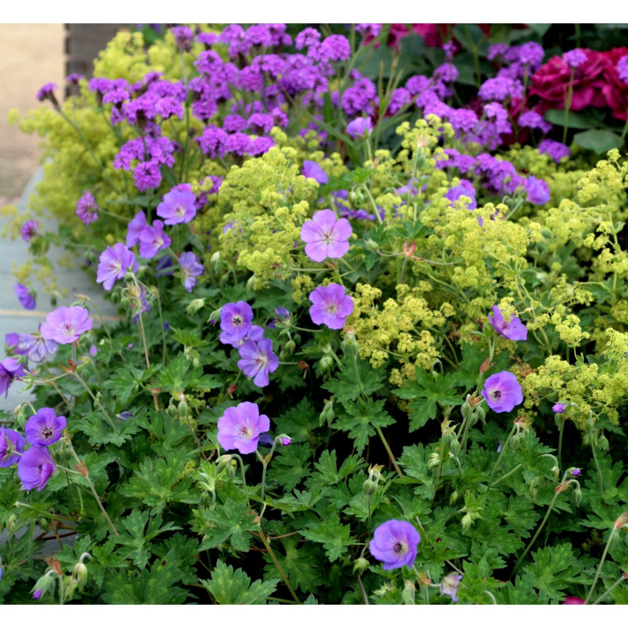 Герань Розанна авито