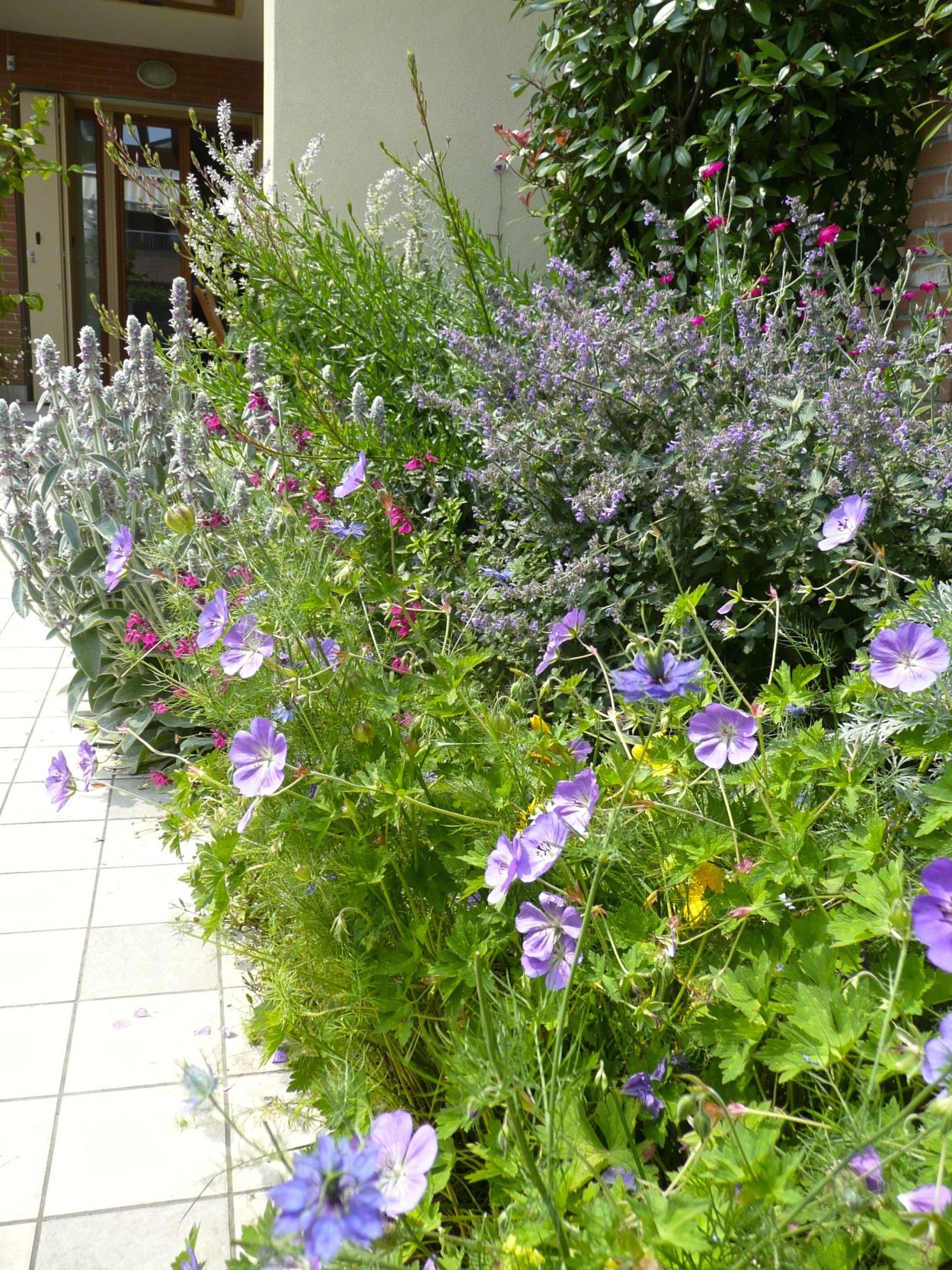 Герань гибридная 'Rozanne'