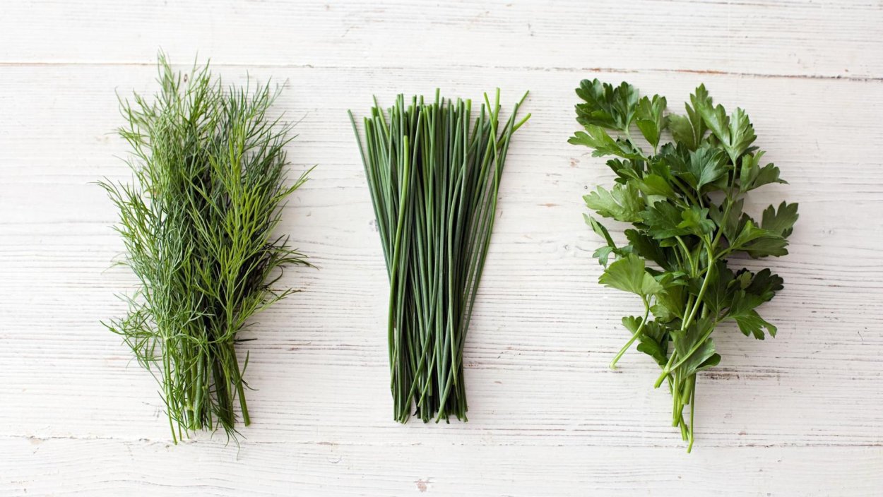 Укроп петрушка кинза