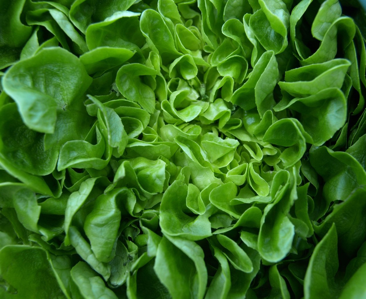 Базилик Neapolitano lettuce