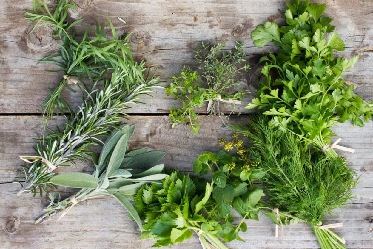 Розмарин эстрагон Любисток