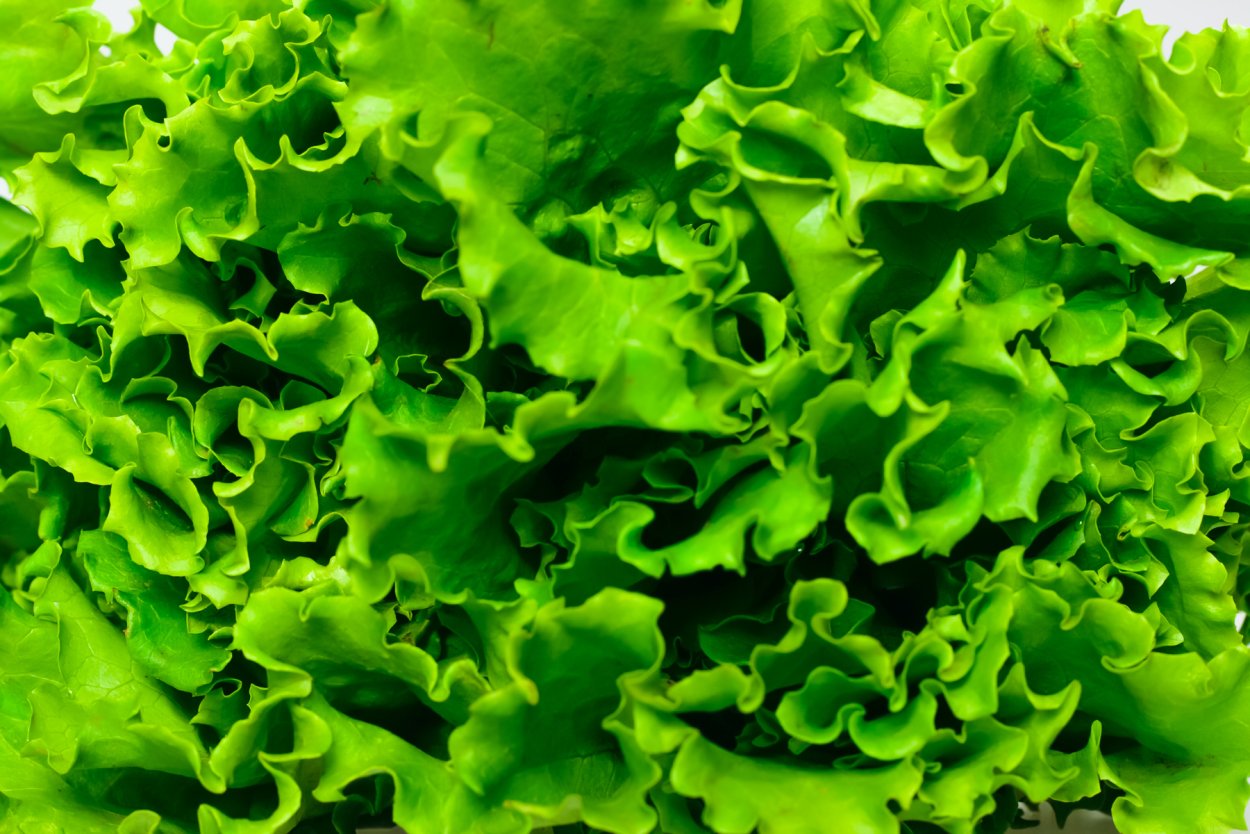 Фриллис латук Романо