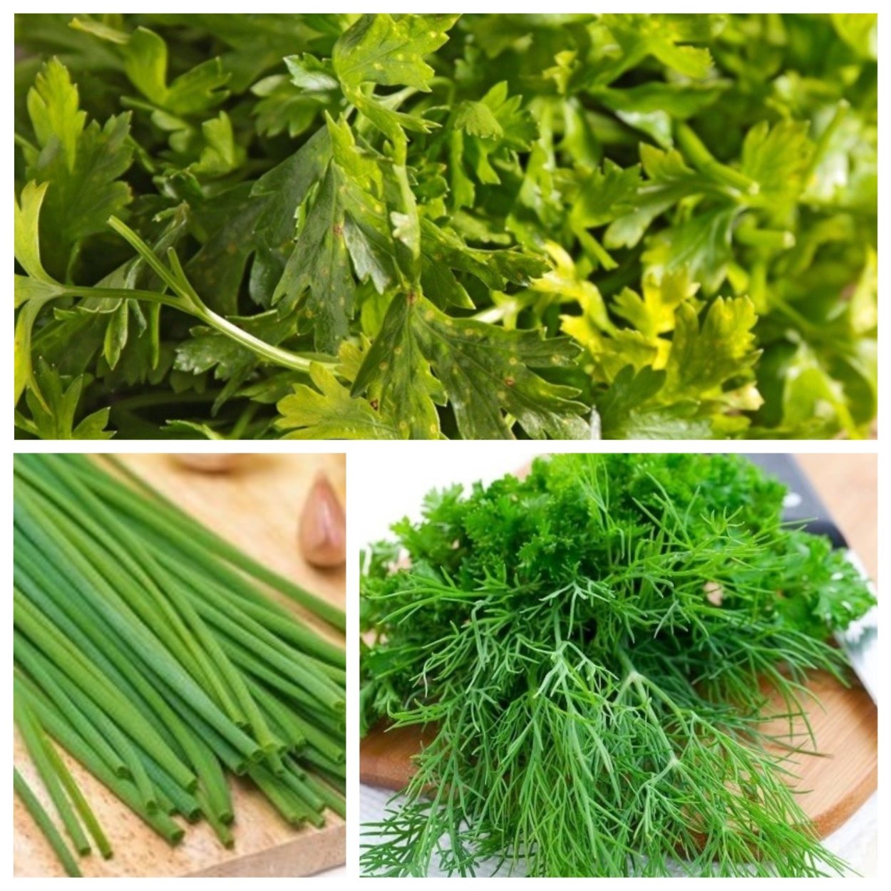 Кинза сельдерей петрушка