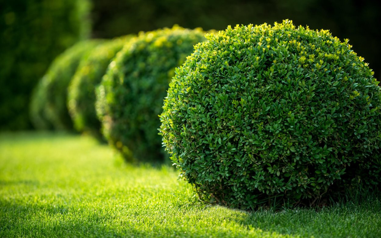 Самшит вечнозеленый Buxus sempervirens
