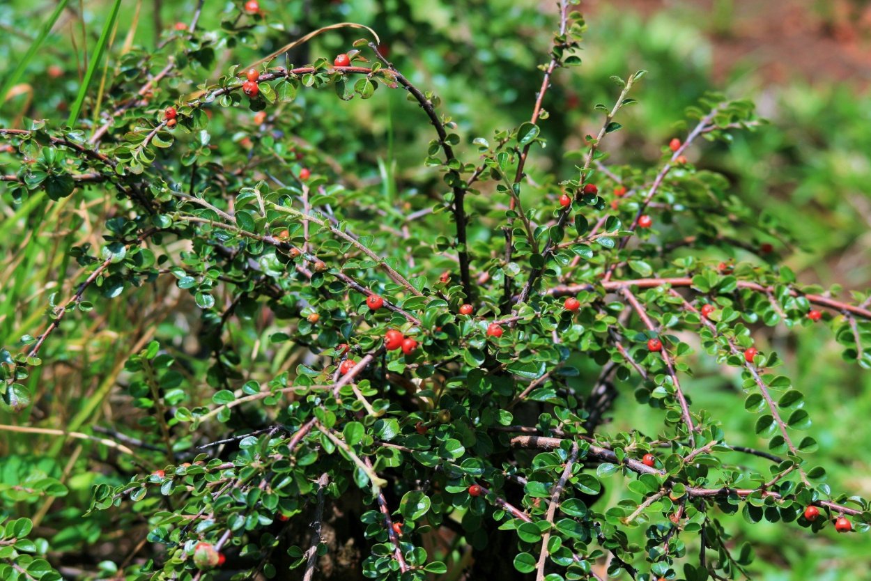 Колючий куст с красными ягодами