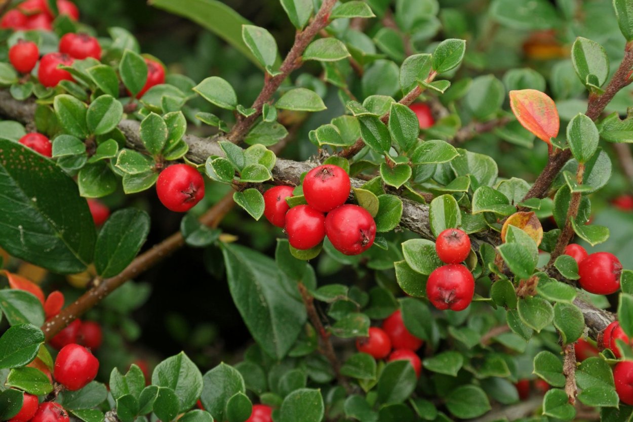 Кизильник (Cotoneaster)