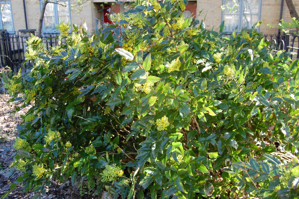 Магония Живая изгородь