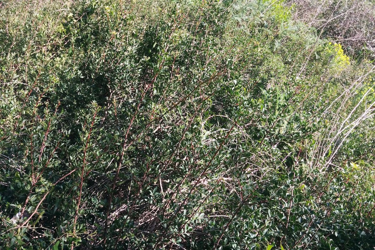 Терновый "Чапараль"