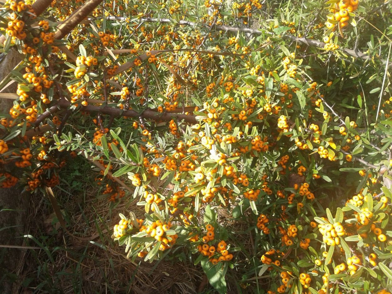 Флора Иерусалима колючий кустарник