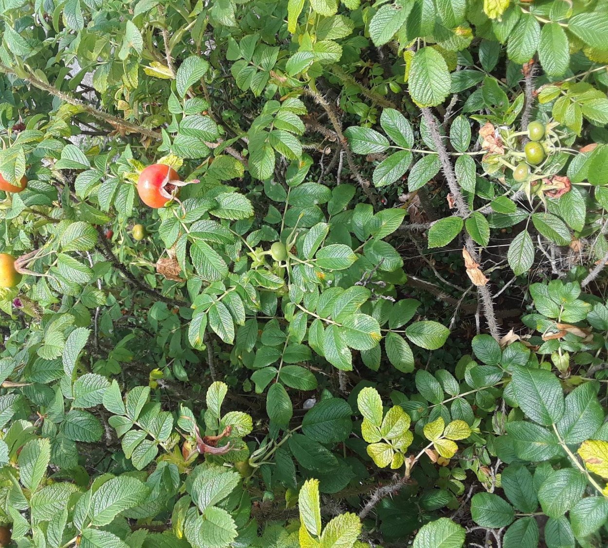 Крымский колючий кустарник