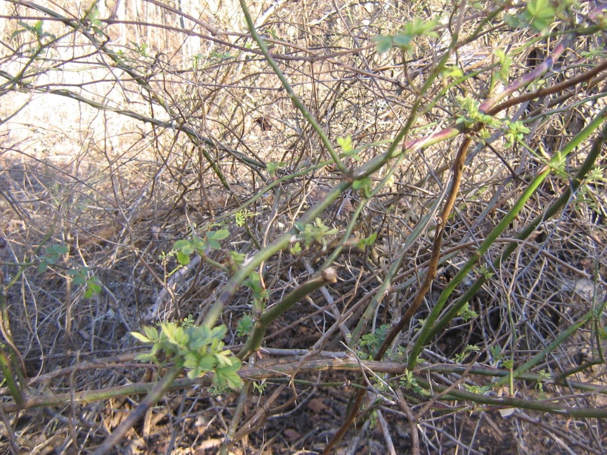 Крымский колючий кустарник