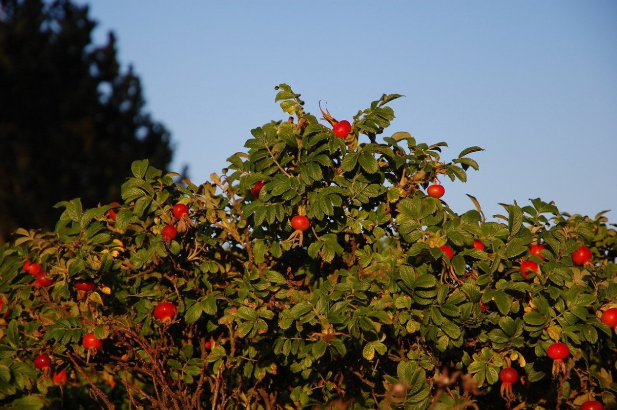 Шиповник Лесной