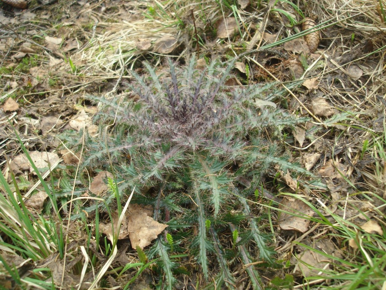 Цветок похожий на коронавирус