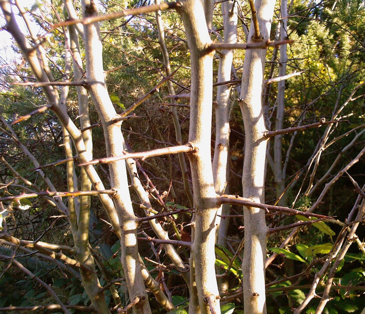 Терновник для живой изгороди